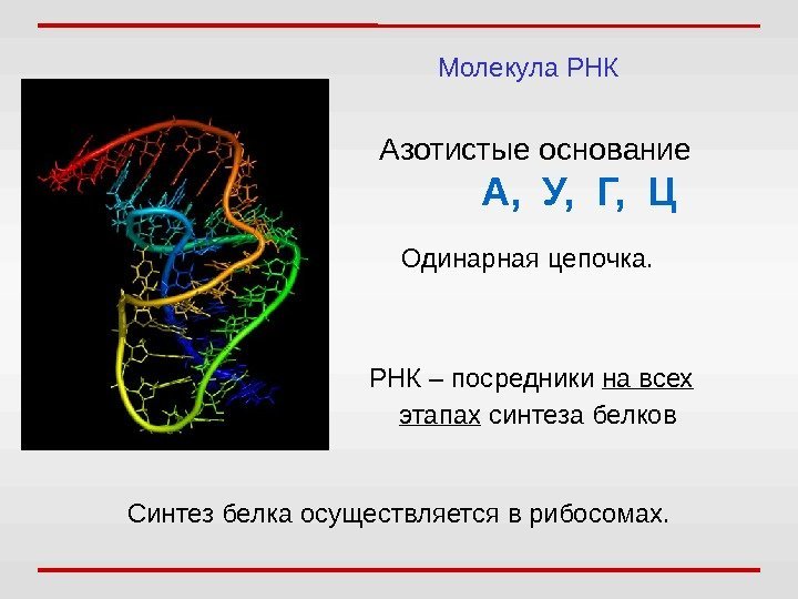 Молекула РНК Азотистые основание   А,  У,  Г,  Ц РНК