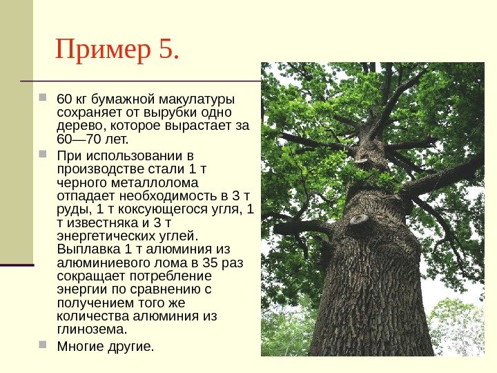 Пример 5.  60 кг бумажной макулатуры сохраняет от вырубки одно дерево, которое вырастает
