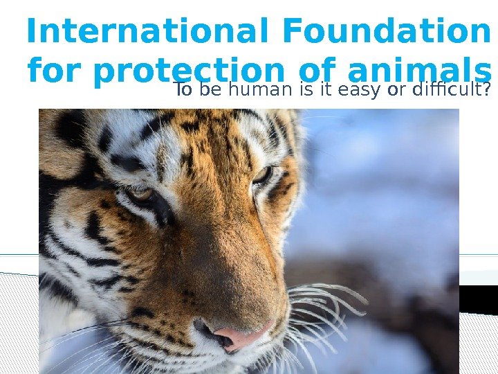 International Foundation for protection of animals To be human is it easy or difficult?