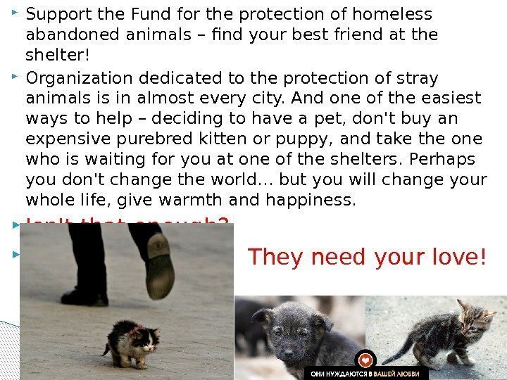 Support the Fund for the protection of homeless abandoned animals – find your