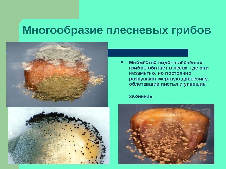 Многообразие плесневых грибов Множество видов плесневых грибов обитает в лесах, где они незаметно, но