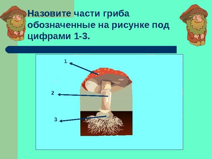 Назовите части гриба обозначенные на рисунке под цифрами 1 -3. 1 2 3 