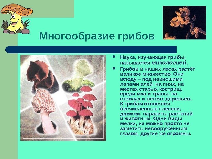   Многообразие грибов Наука, изучающая грибы,  называется микологией.  Грибов в наших