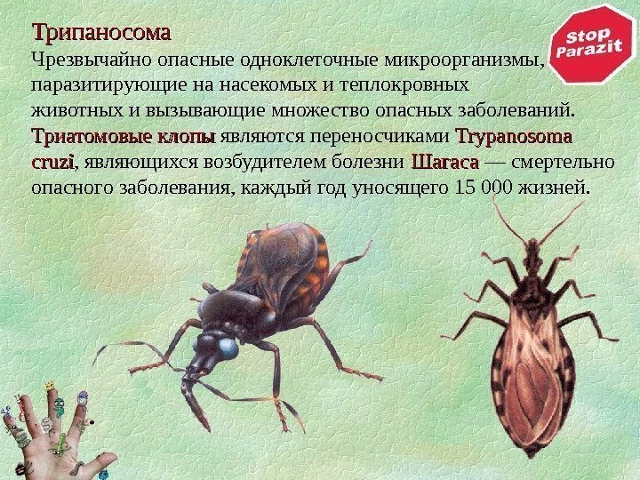 Трипаносома Чрезвычайно опасные одноклеточные микроорганизмы,  паразитирующие на насекомых и теплокровных животных и вызывающие