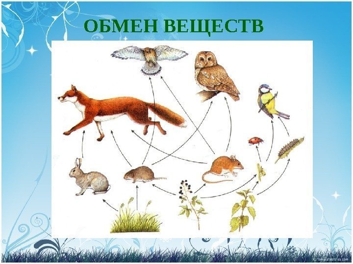 ОБМЕН ВЕЩЕСТВ 