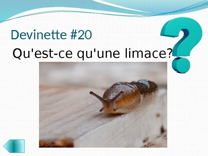 Devinette #20 Qu'est-ce qu'une limace?  