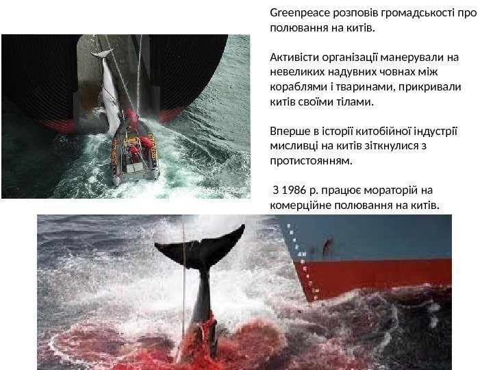 Greenpeace розповів громадськості про полювання на китів. Активісти організації манерували на невеликих надувних човнах