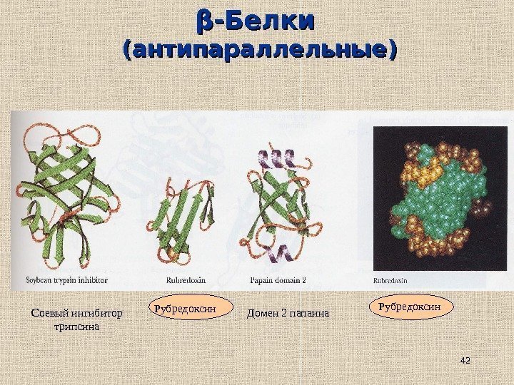 42ββ -Белки (антипараллельные) Соевый ингибитор трипсина Рубредоксин Домен 2 папаина Рубредоксин 