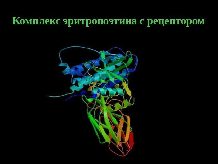   23 Комплекс эритропоэтина с рецептором. 