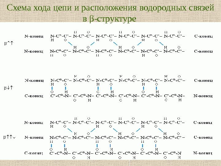   8 •  Схема хода цепи и расположения водородных связей в β