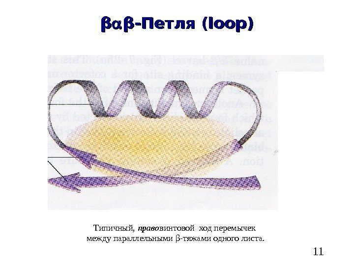   11ββ ββ -Петля ( loop) Типичный,  право винтовой ход перемычек между
