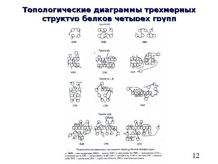   12 Топологические диаграммы трехмерных структур белков четырех групп 