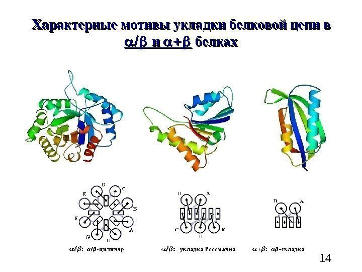   14 Характерныемотивыукладкибелковойцепив  ии белках 