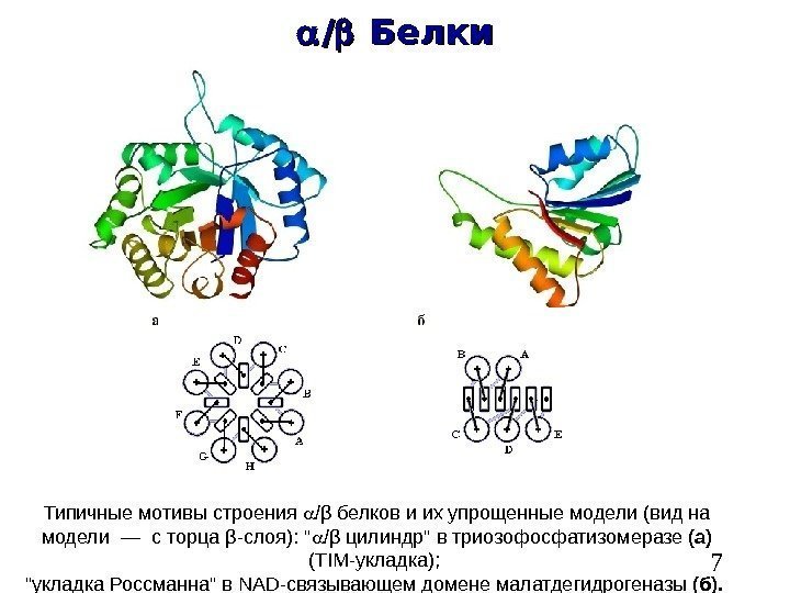   7 //  Белки Типичные мотивы строения  / β белков и