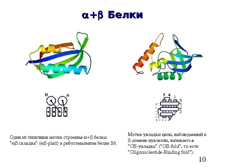   10 ++  Белки Одинизтипичныхмотивстроения белка:   складка(  plait )врибосомальномбелке