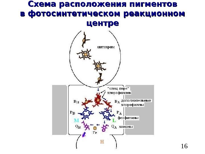   16 Схема расположения пигментов в фотосинтетическом реакционном центре 
