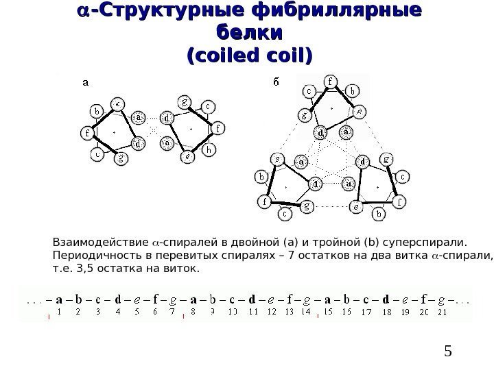   5 -Структурные фибриллярные белки (( coiled coil) Взаимодействие  -спиралей в двойной