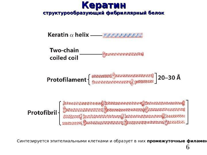   6 Кератин структурообразующий фибриллярный белок Синтезируется эпителиальными клетками и образует в них