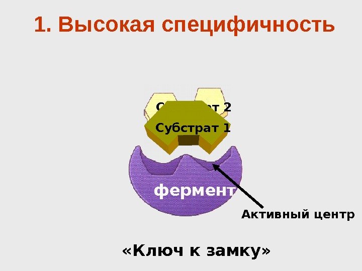 Активный центрфермент Субстрат 2 Субстрат 1 «Ключ к замку» 1. Высокая специфичность 