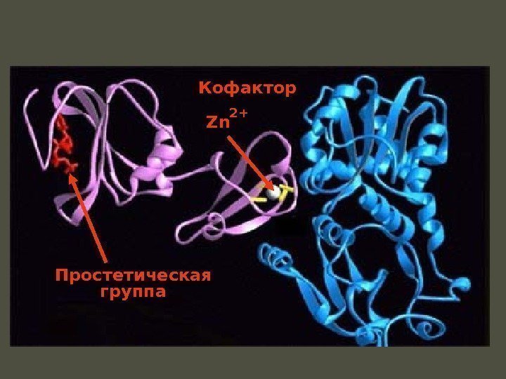 Zn. Zn 2+Кофактор Простетическая группа 