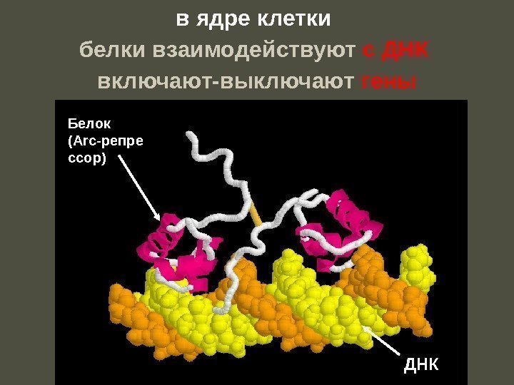 в ядре клетки  белки взаимодействуют с ДНК  включают-выключают гены Белок ( Arc-