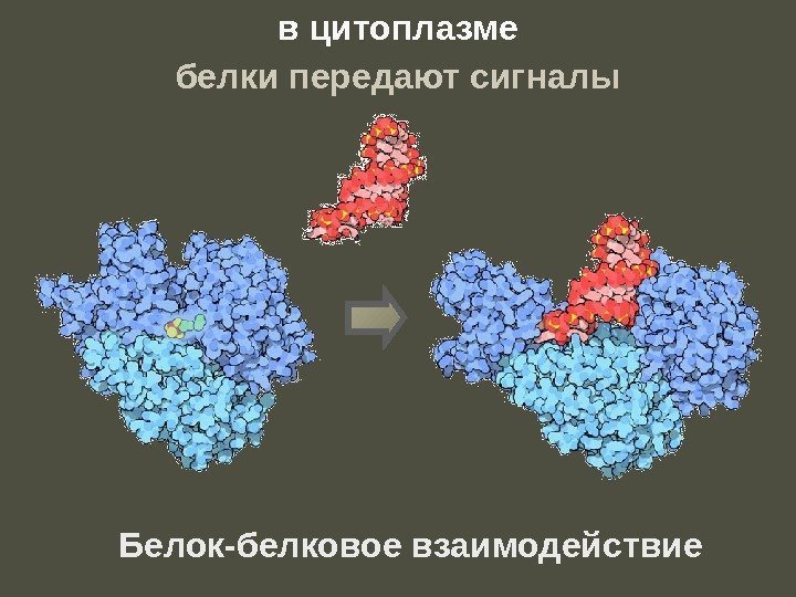 Белок-белковое взаимодействие в цитоплазме белки передают сигналы 