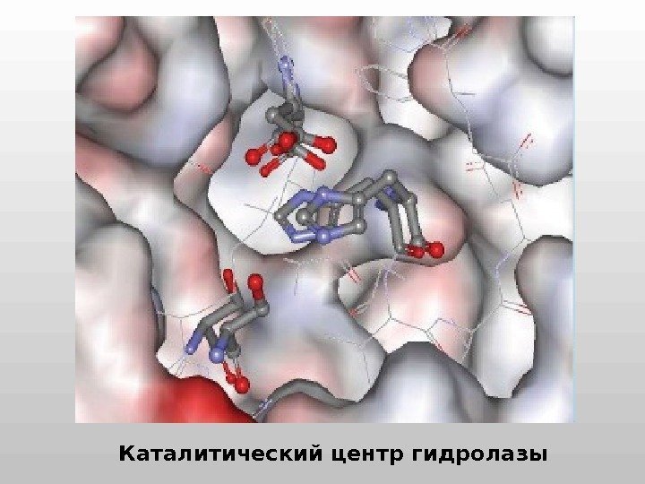 Каталитический центр гидролазы 