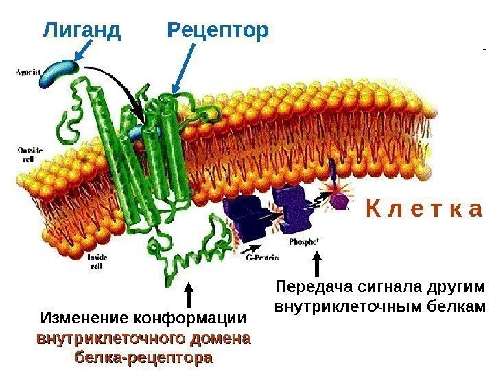 К л е т к а. Лиганд Рецептор Изменение конформации внутриклеточного домена  белка-рецептора