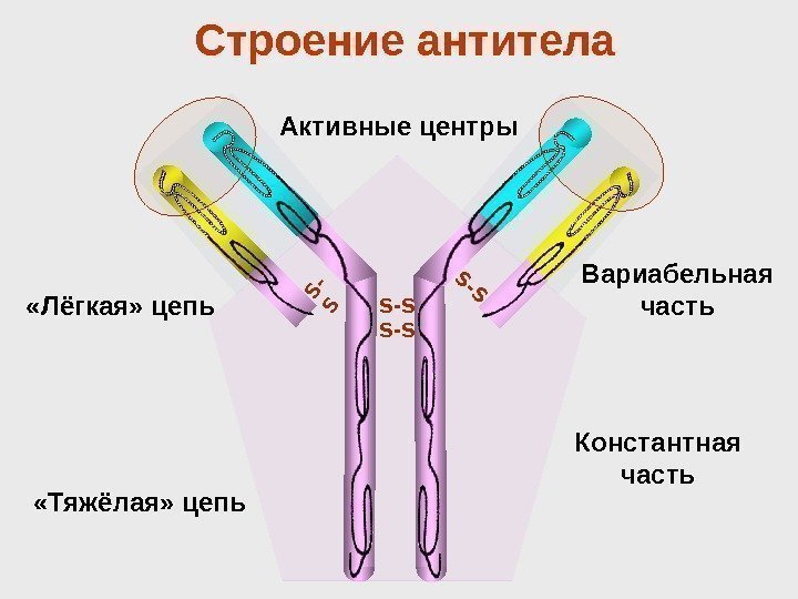  «Тяжёлая» цепь «Лёгкая» цепь S-SS- S S-S Константная часть. Вариабельная часть. Активные центры.