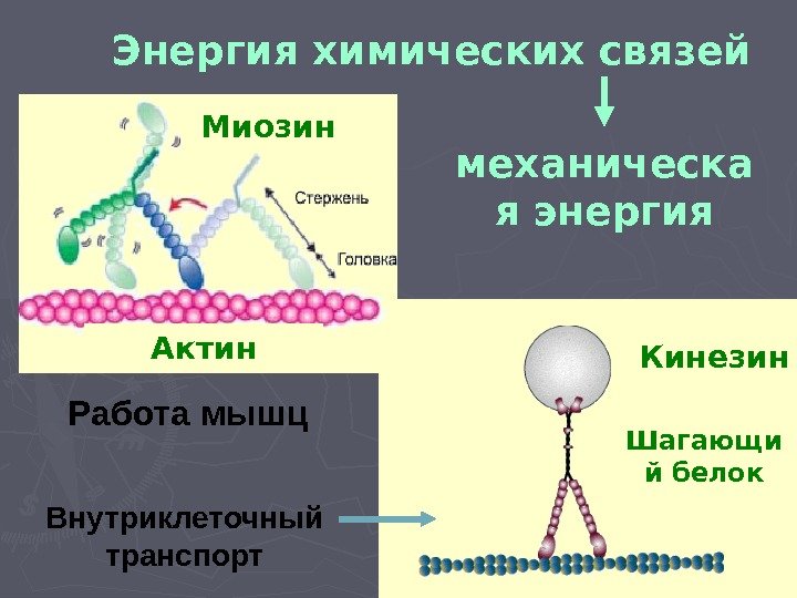 Энергия химических связей механическа я энергия Актин Миозин Кинезин Шагающи й белок. Работа мышц