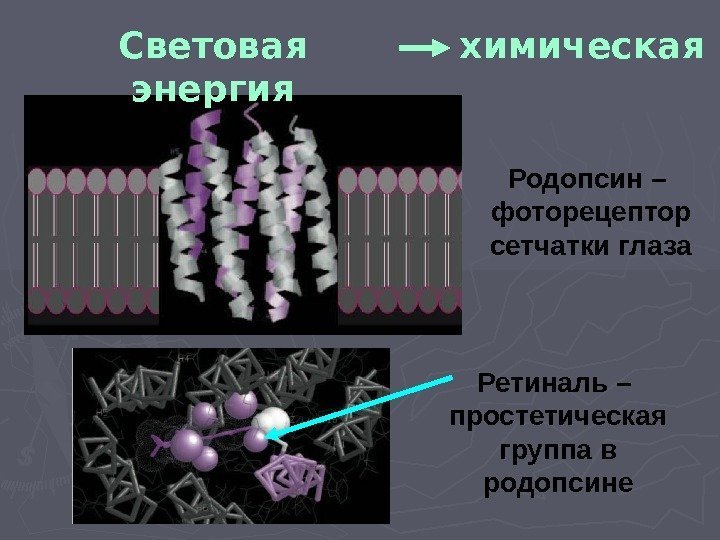 Световая энергия химическая Родопсин –  фоторецептор сетчатки глаза Ретиналь –  простетическая группа