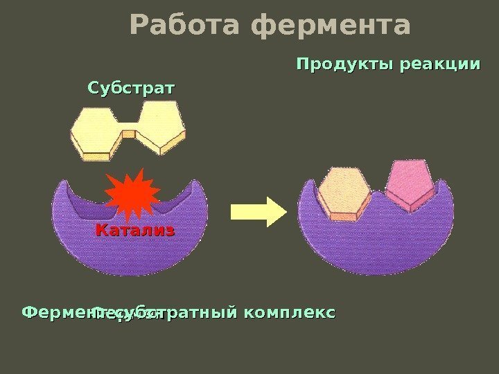 Фермент. Субстрат Фермент-субстратный комплекс Работа фермента Катализ Продукты реакции 