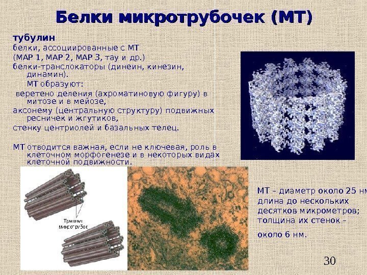   30 Белки микротрубочек (МТ) тубулин белки, ассоциированные с МТ (МАР 1, МАР
