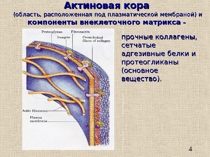   4 Актиновая кора  (область, расположенная под плазматической мембраной) и компоненты внеклеточного