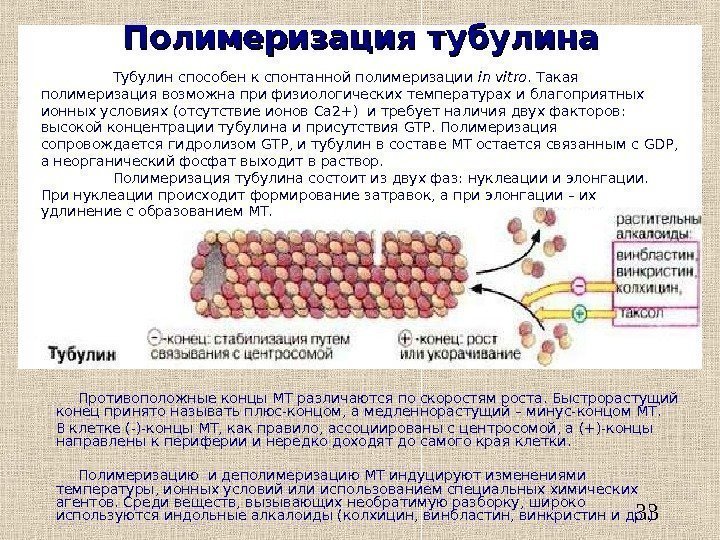   33 Полимеризация тубулина Тубулин способен к спонтанной полимеризации in vitro. Такая полимеризация