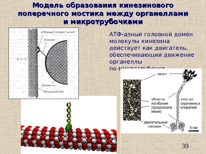   39 Модель образования кинезинового поперечного мостика между органеллами и микротрубочками АТФ-азный головной