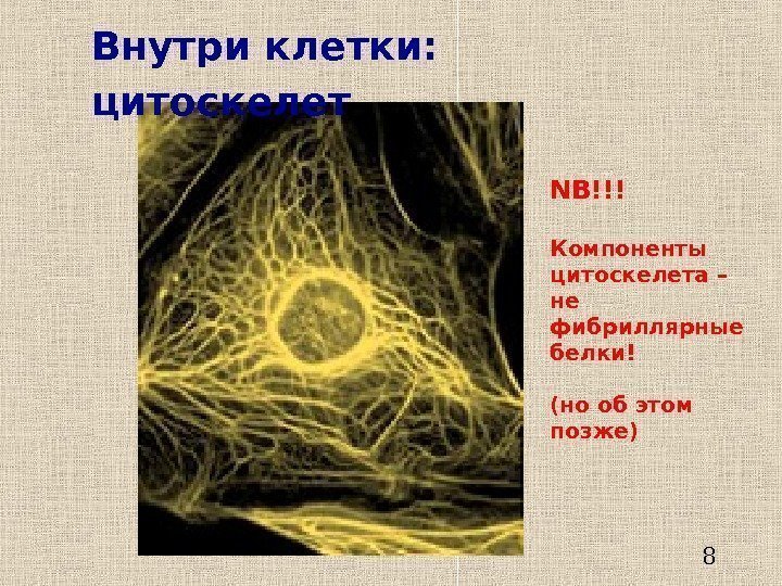   8 Внутри клетки: цитоскелет NB!!! Компоненты цитоскелета – не фибриллярные белки! (но