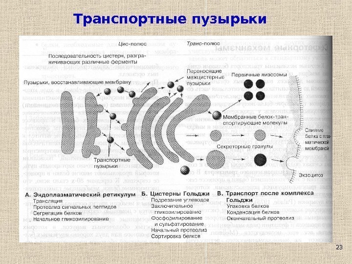 23 Транспортные пузырьки 