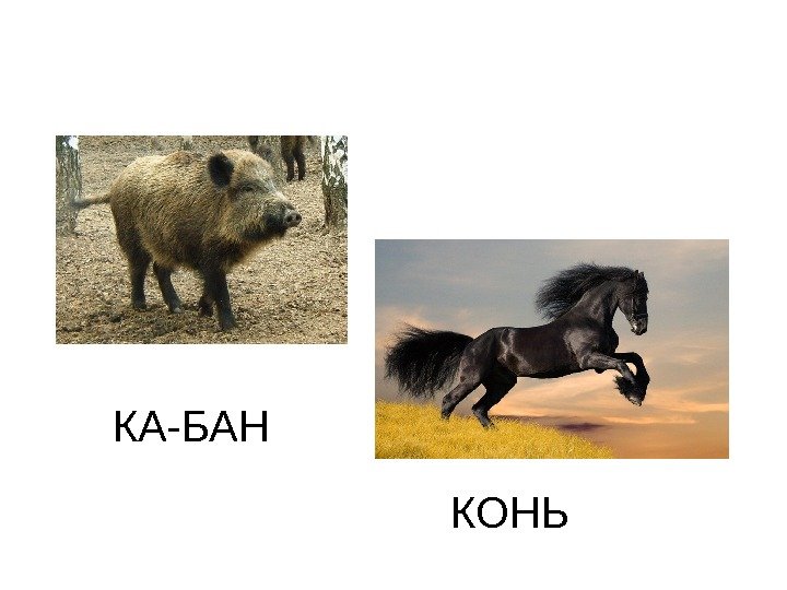 КА-БАН КОНЬ 