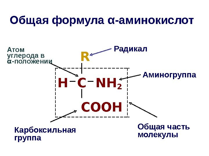 Общая формула α - аминокислот     R   H 