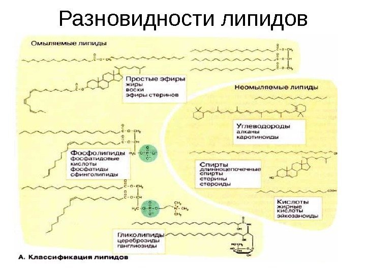 Разновидности липидов 