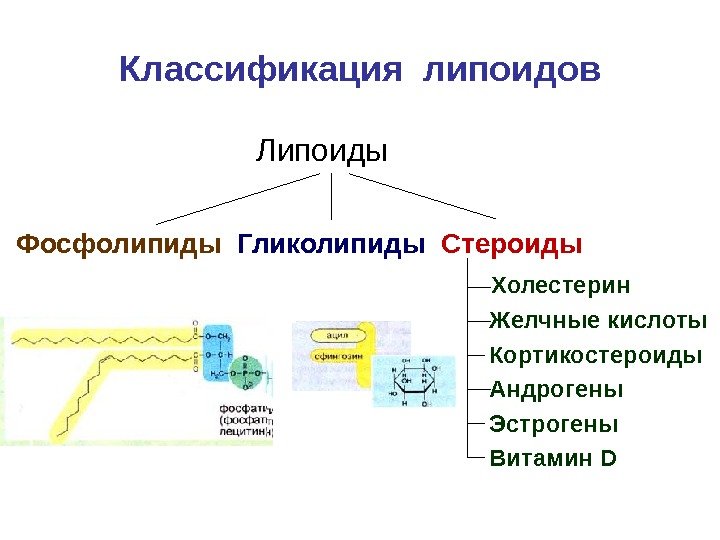 Классификация липоидов     Липоиды  Фосфолипиды  Гликолипиды  Стероиды 