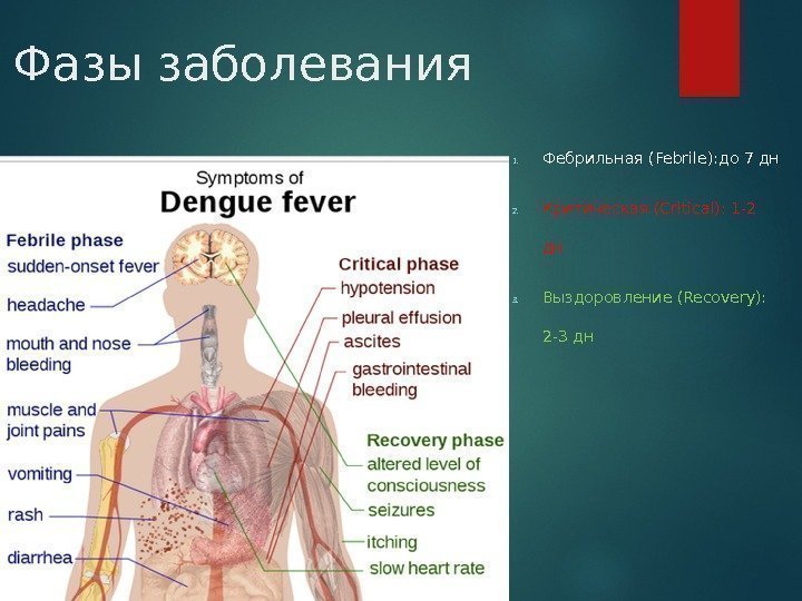 Фазы заболевания 1. Фебрильная (Febrile): до 7 дн 2. Критическая (Critical): 1 -2 дн