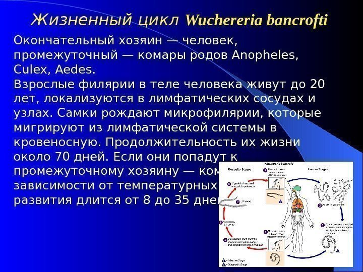 Окончательный хозяин — человек,  промежуточный — комары родов Anopheles,  Culex, Aedes. 