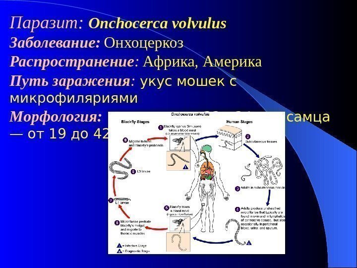 Паразит:  Onchocerca volvulus  Заболевание:  Онхоцеркоз Распространение :  Африка, Америка 