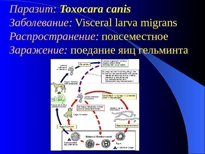 Паразит:  Toxocara canis Заболевание:  Visceral larva migrans Распространение:  повсеместное  Заражение:
