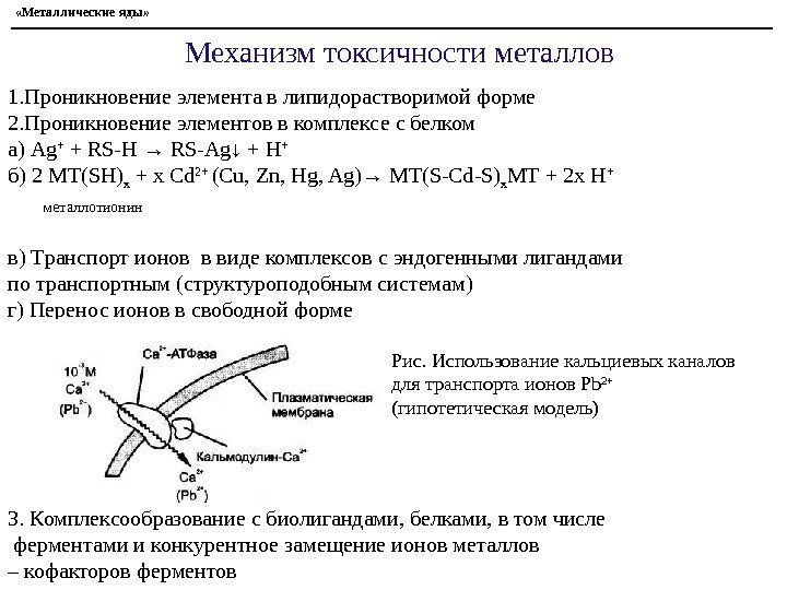 Механизм токсичности металлов 1. Проникновение элемента в липидорастворимой форме 2. Проникновение элементов в комплексе