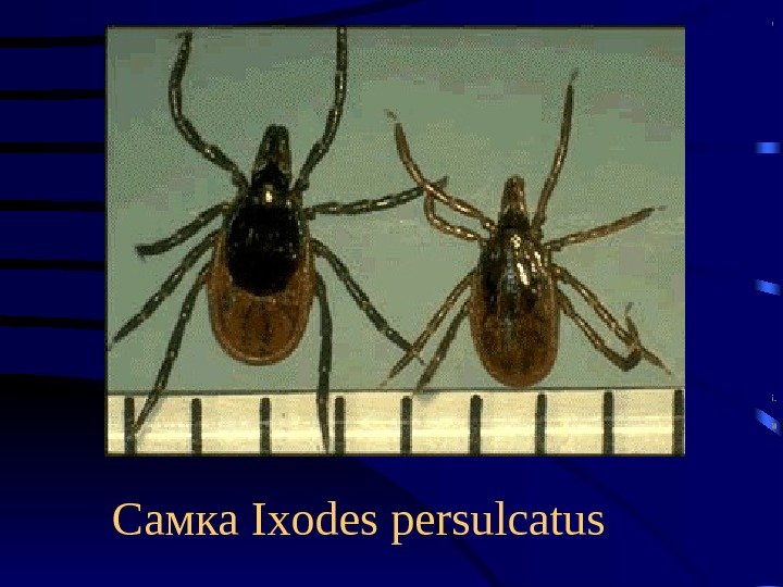 Самка Ixodes persulcatus 