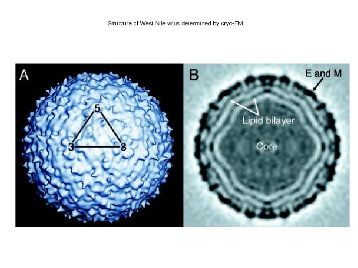   Structure of West Nile virus determined by cryo-EM.  