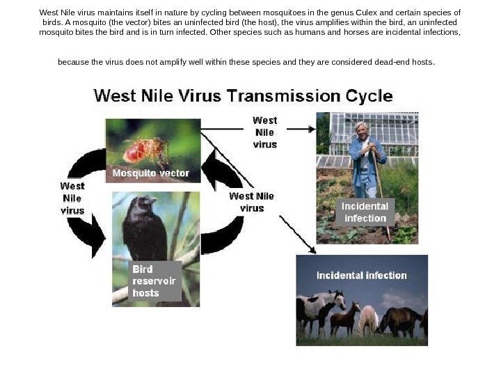   West Nile virus maintains itself in nature by cycling between mosquitoes in